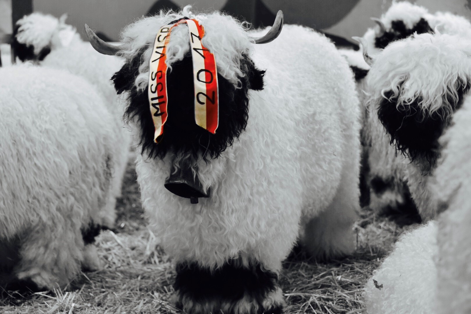 The Winning Ewe at this Years Miss Visp show