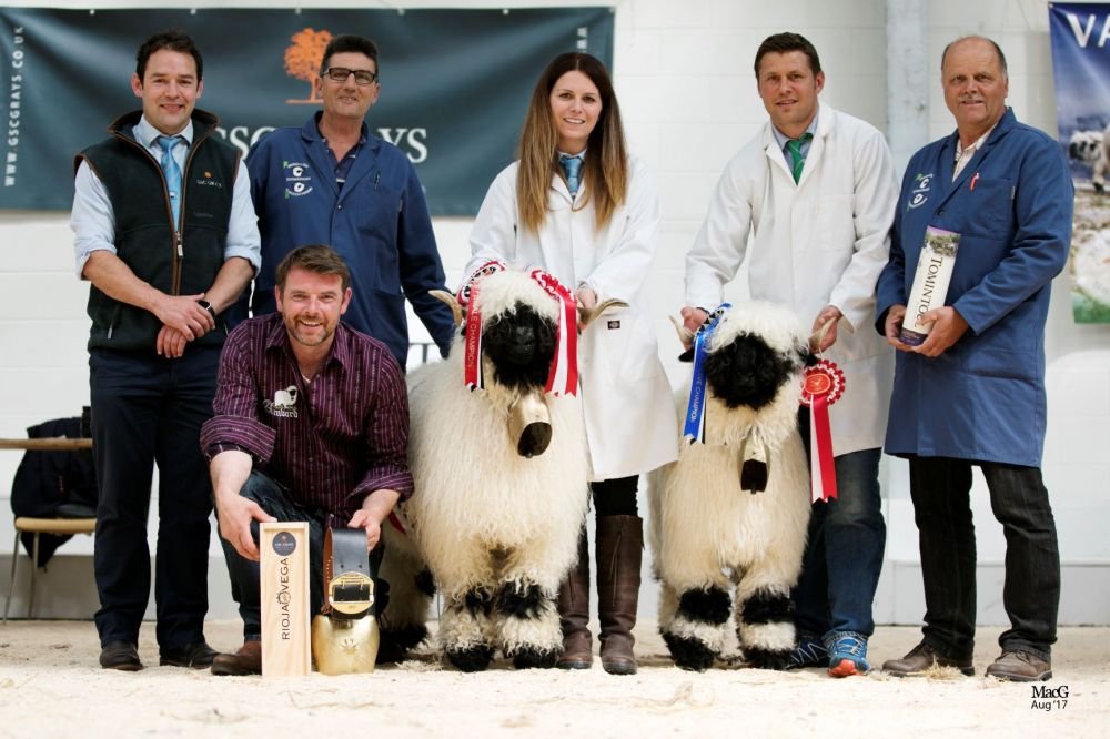 Reserve champion Ewe