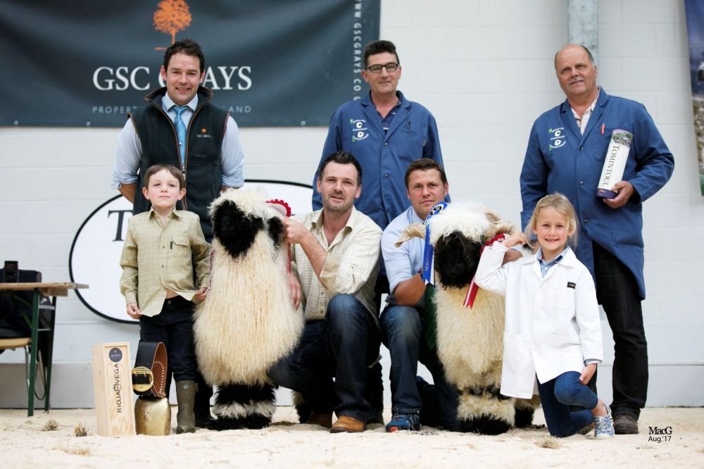 Reserve champion Ram Basil